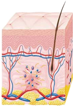 HIFU照射後の組織の修復と再構築メカニズム (3)組織の再構築