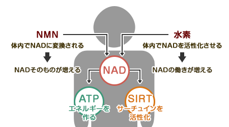 水素とNMNの働き「抗老化の仕組み」