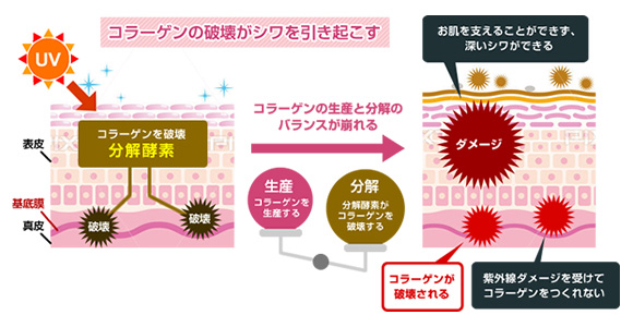 顔・首のしわの原因